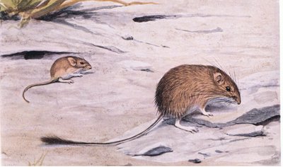 Silky Pocket Mouse scouts for seeds by Louis Agassiz Fuertes
